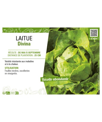 LAITUE DIVINA