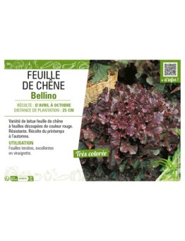 (LAITUE) FEUILLE DE CHÊNE BELLINO