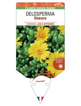 DELOSPERMA lineare