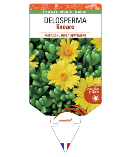 DELOSPERMA lineare