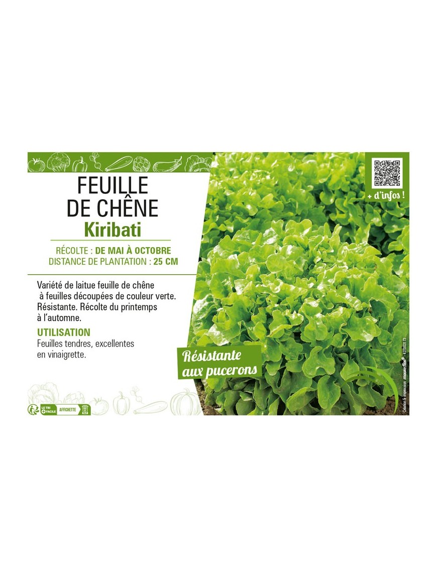 (LAITUE) FEUILLE DE CHÊNE KIRIBATI