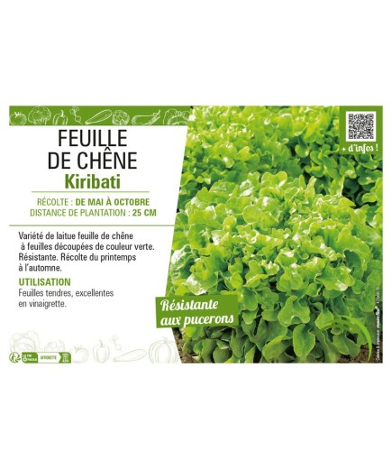 (LAITUE) FEUILLE DE CHÊNE KIRIBATI