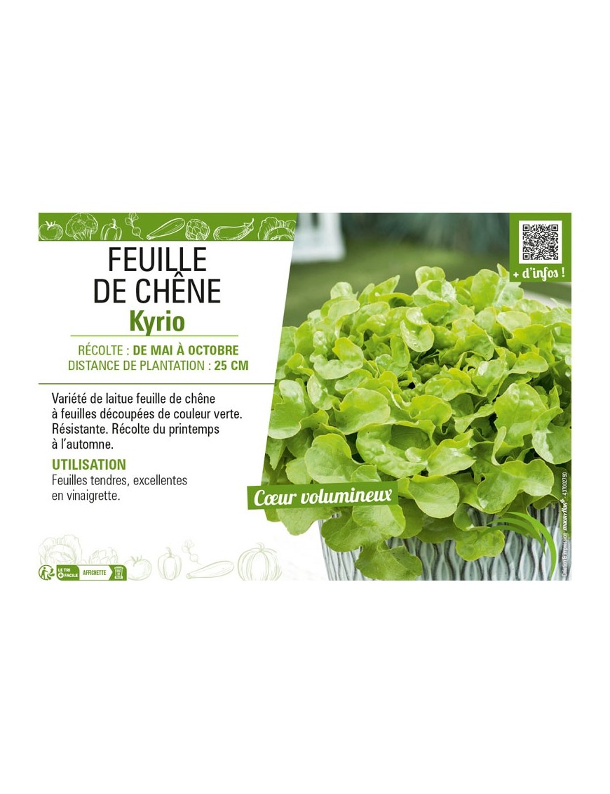 (LAITUE) FEUILLE DE CHÊNE KYRIO