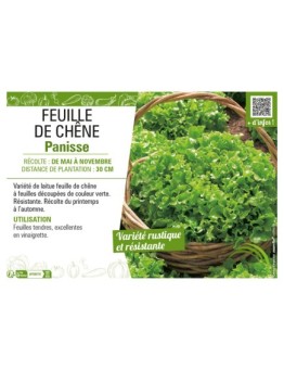 (LAITUE) FEUILLE DE CHÊNE PANISSE