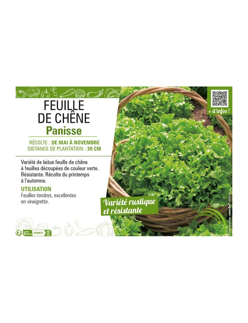 (LAITUE) FEUILLE DE CHÊNE PANISSE