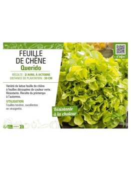(LAITUE) FEUILLE DE CHÊNE QUERIDO