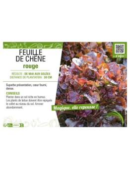 (LAITUE) FEUILLE DE CHÊNE ROUGE