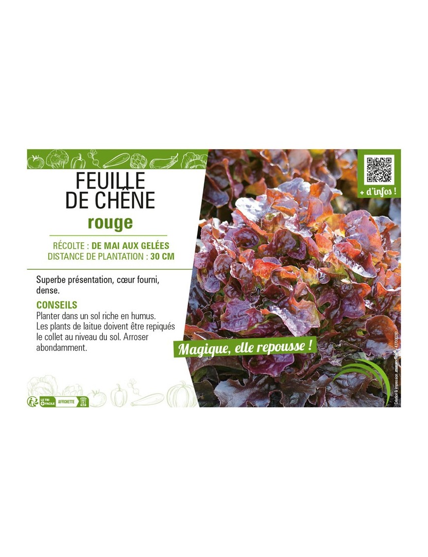 (LAITUE) FEUILLE DE CHÊNE ROUGE