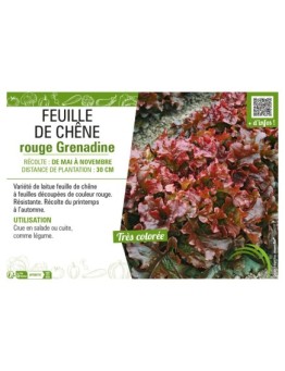 (LAITUE) FEUILLE DE CHÊNE ROUGE GRENADINE
