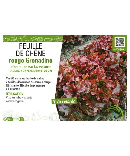 (LAITUE) FEUILLE DE CHÊNE ROUGE GRENADINE