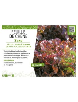 (LAITUE) FEUILLE DE CHÊNE SAXO