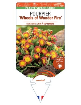 DELOSPERMA nubigenum WHEELS OF WONDER FIRE voir Pourpier