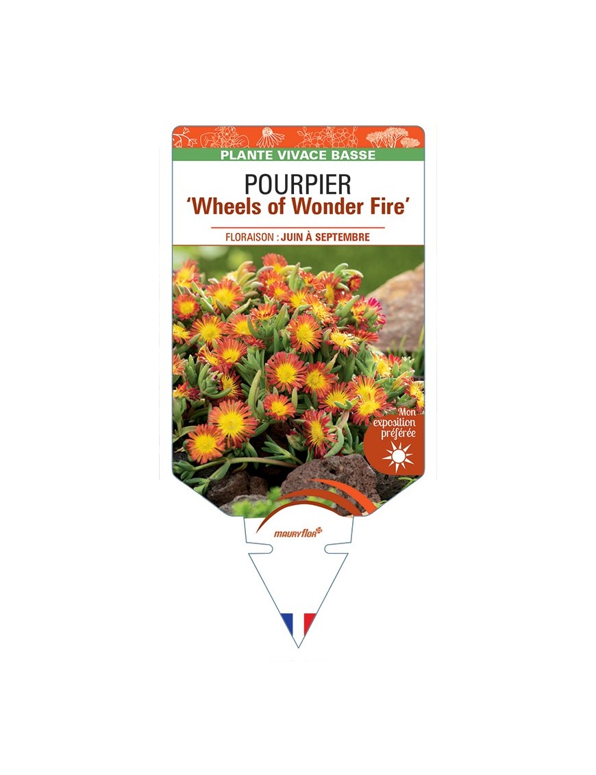 DELOSPERMA nubigenum WHEELS OF WONDER FIRE voir Pourpier