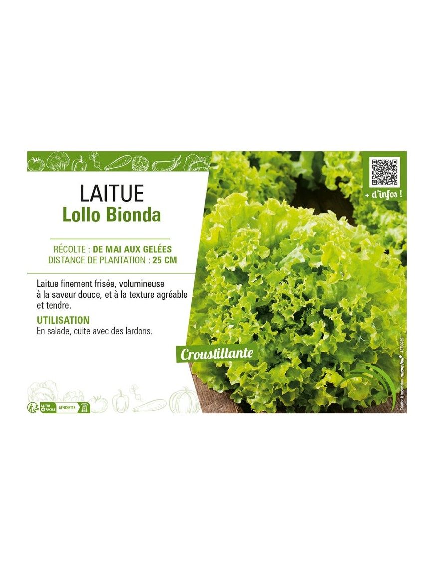 LAITUE (A COUPER) LOLLO BIONDA