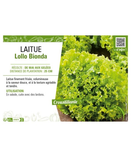 LAITUE (A COUPER) LOLLO BIONDA