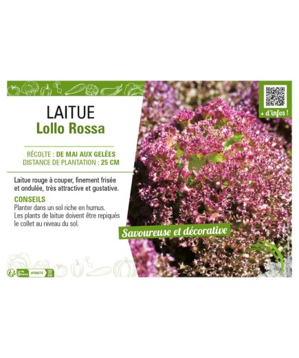 LAITUE (A COUPER) LOLLO ROSSA