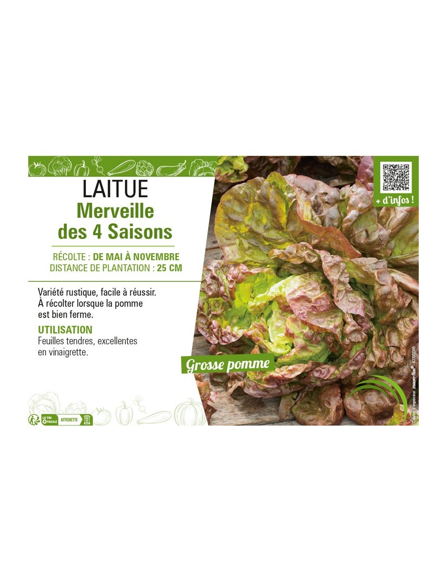 LAITUE MERVEILLE DES 4 SAISONS
