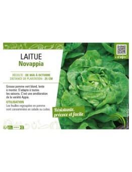 LAITUE NOVAPPIA