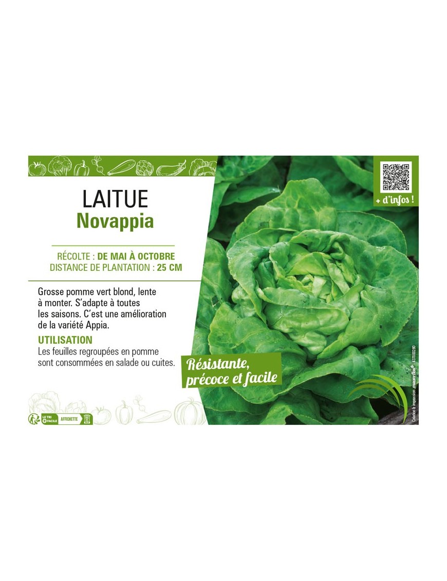 LAITUE NOVAPPIA