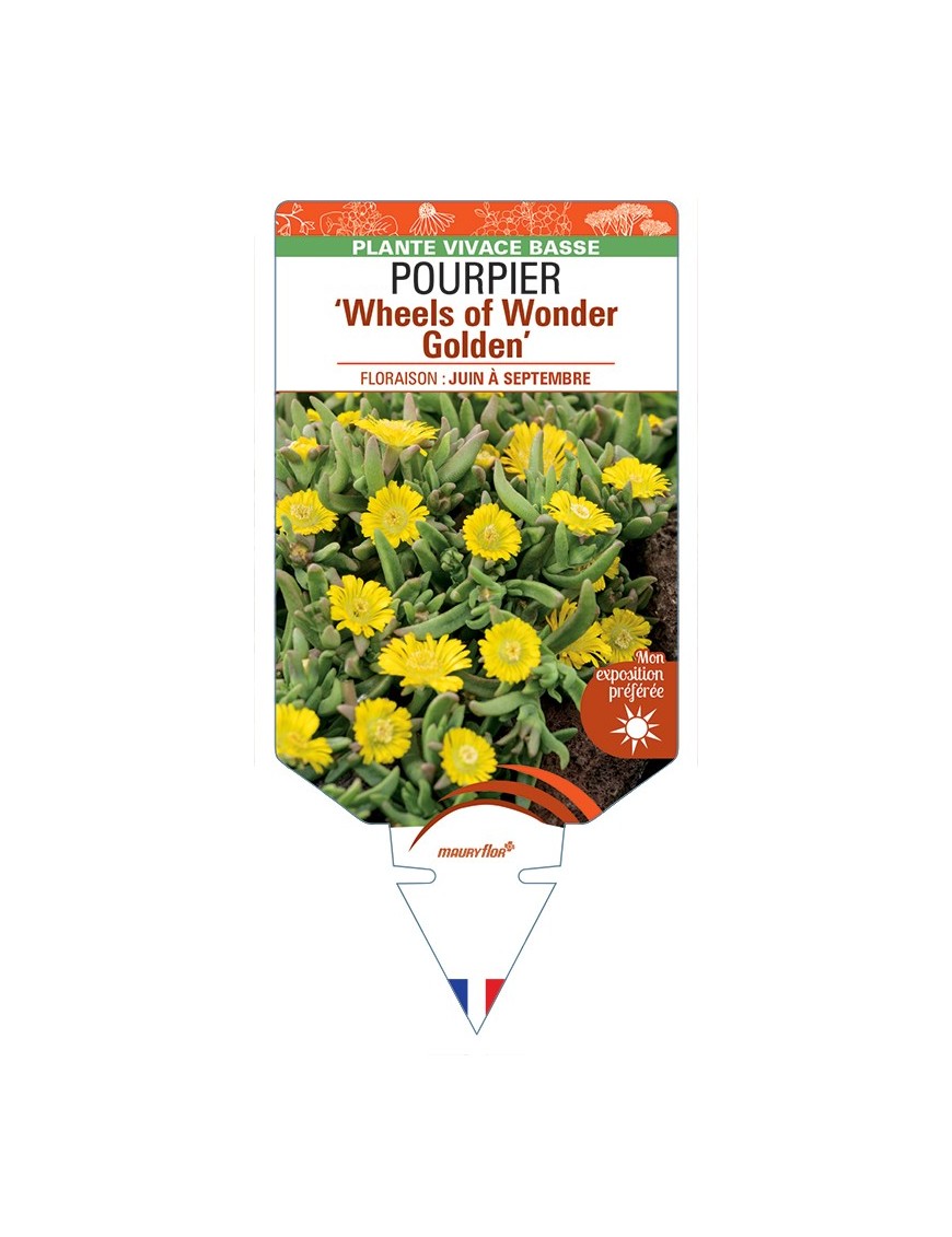 DELOSPERMA nubigenum WHEELS OF WONDER GOLDEN voir Pourpier
