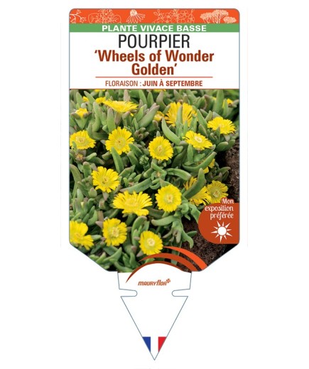 DELOSPERMA nubigenum WHEELS OF WONDER GOLDEN voir Pourpier