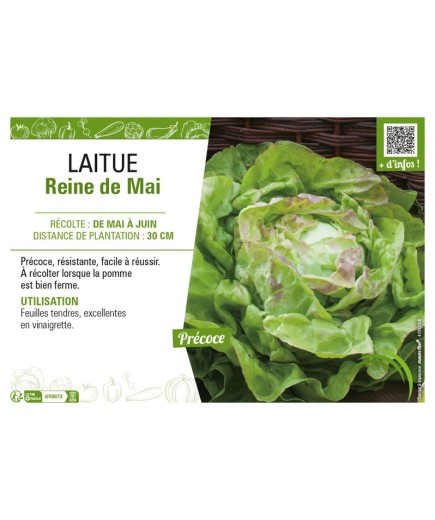 LAITUE REINE DE MAI