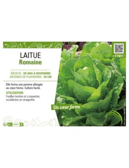 LAITUE ROMAINE