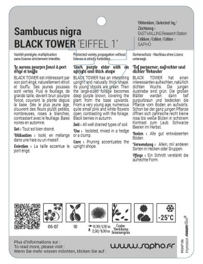 Sambucus nigra BLACK TOWER 'Eiffel 1'