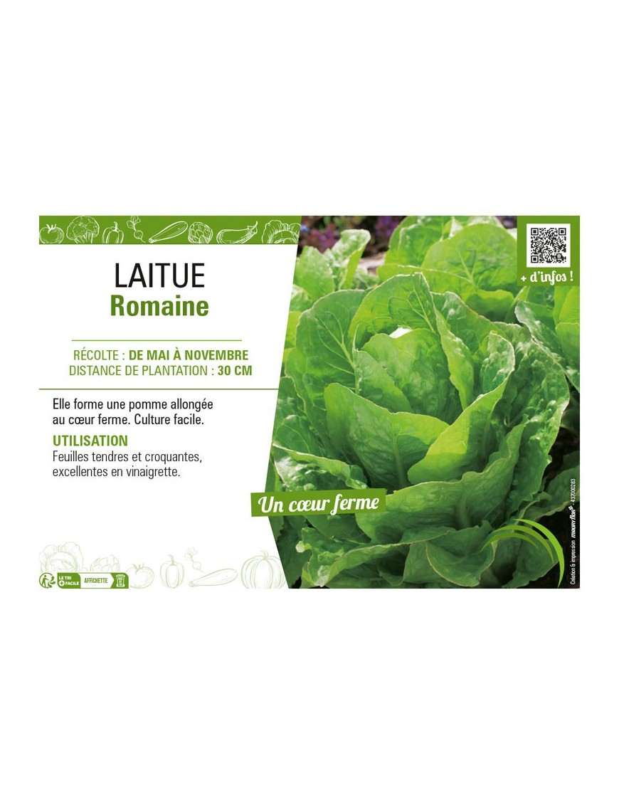 LAITUE ROMAINE