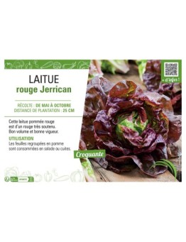 LAITUE ROUGE JERRICAN