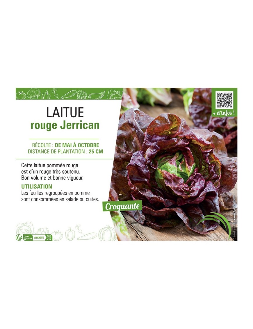 LAITUE ROUGE JERRICAN