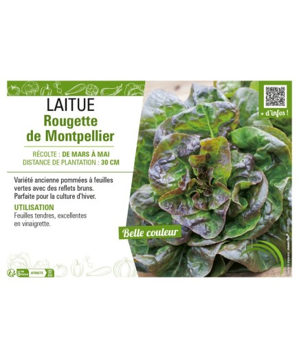 LAITUE ROUGETTE DE MONTPELLIER