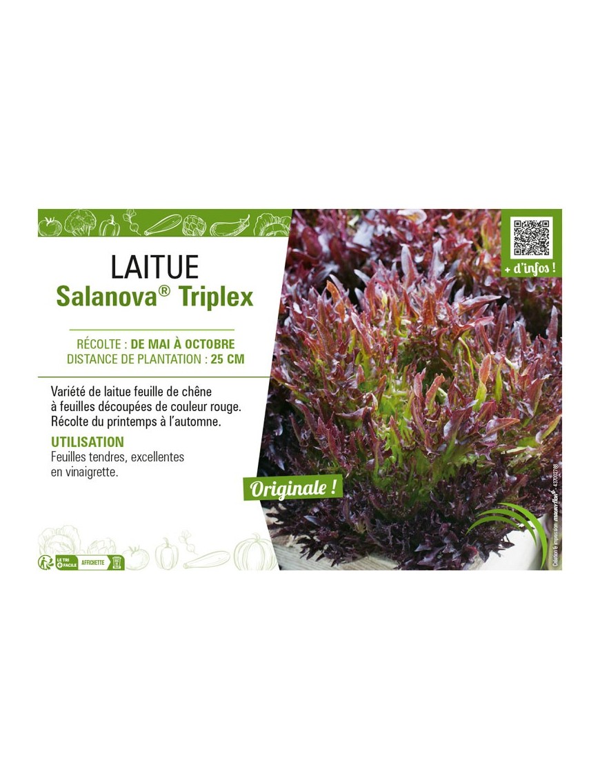 LAITUE SALANOVA® (FRISELLA) TRIPLEX