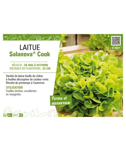 LAITUE SALANOVA® COOK