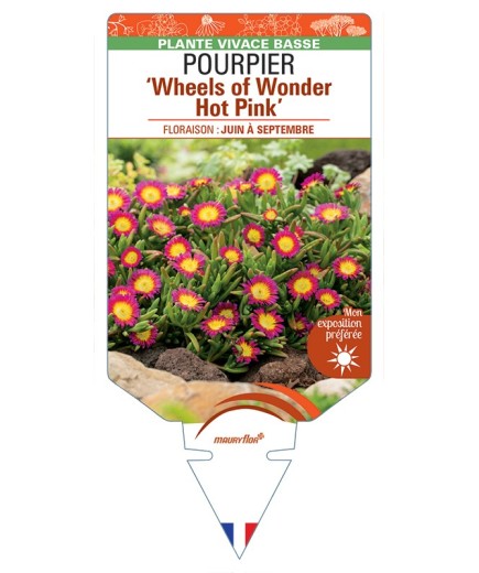 DELOSPERMA nubigenum WHEELS OF WONDER HOT PINK voir Pourpier