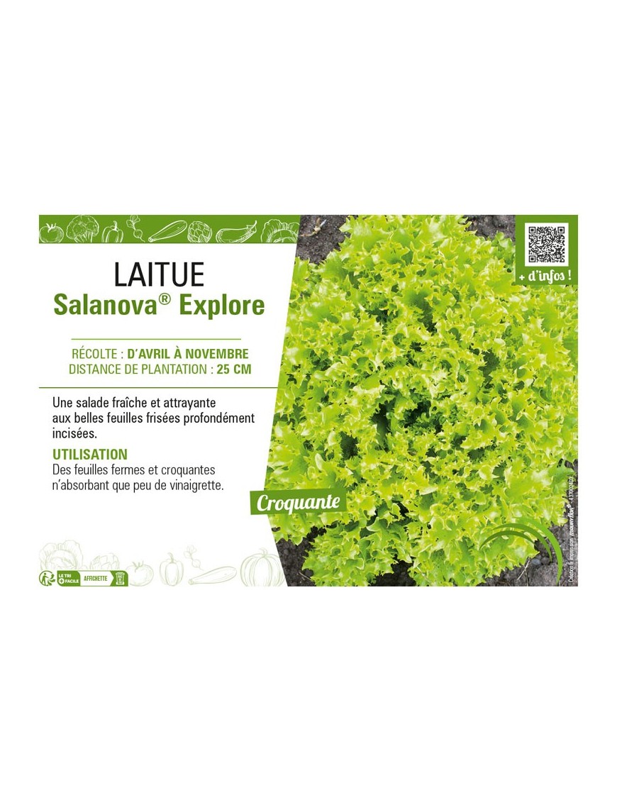 LAITUE SALANOVA® EXPLORE