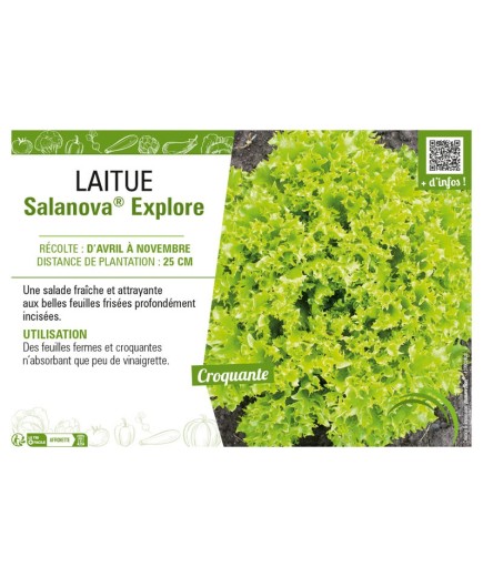 LAITUE SALANOVA® EXPLORE