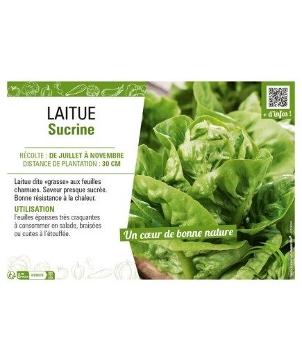 LAITUE SUCRINE