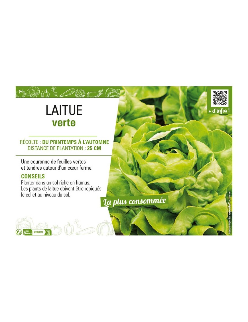 LAITUE VERTE