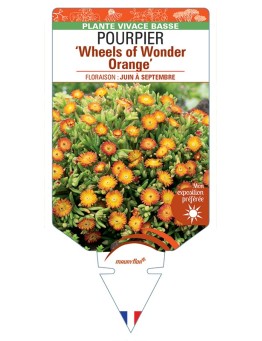 DELOSPERMA nubigenum WHEELS OF WONDER ORANGE voir Pourpier