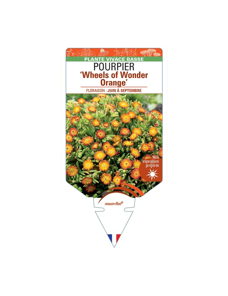 DELOSPERMA nubigenum WHEELS OF WONDER ORANGE voir Pourpier