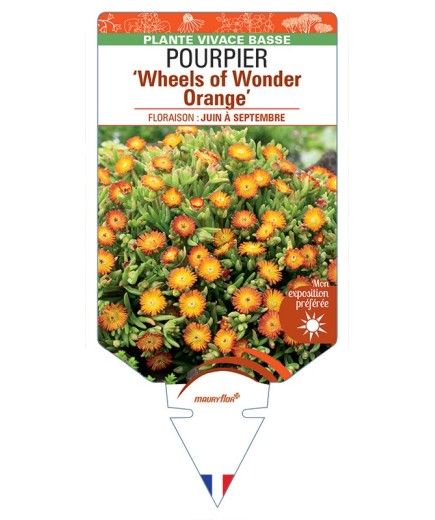 DELOSPERMA nubigenum WHEELS OF WONDER ORANGE voir Pourpier