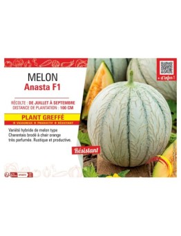 MELON ANASTA F1 Plant greffé