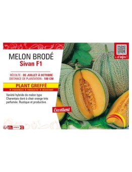 MELON BRODÉ SIVAN F1 Plant greffé