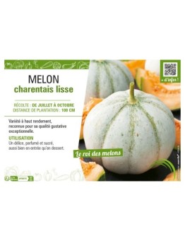 MELON CHARENTAIS LISSE