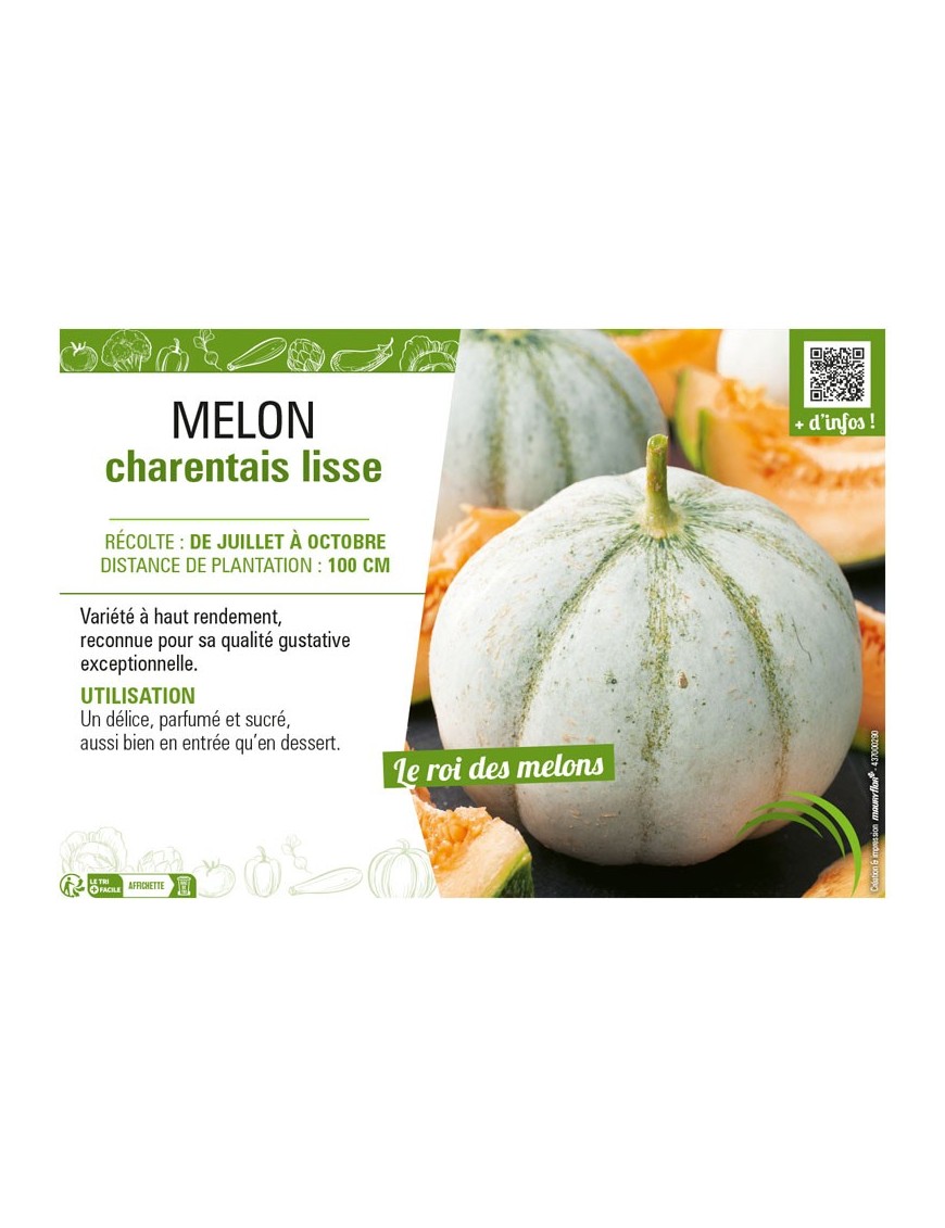 MELON CHARENTAIS LISSE