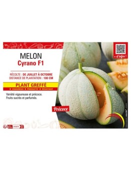 MELON CYRANO F1 Plant greffé
