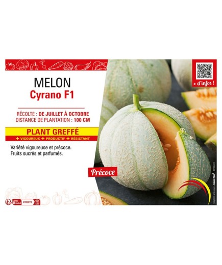 MELON CYRANO F1 Plant greffé