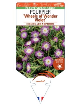 DELOSPERMA nubigenum WHEELS OF WONDER VIOLET voir Pourpier
