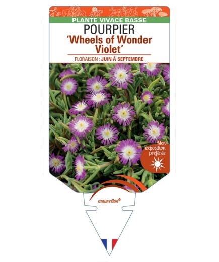 DELOSPERMA nubigenum WHEELS OF WONDER VIOLET voir Pourpier